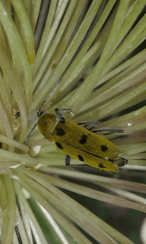 Chlorophorus glabromaculatus (Cerambycidae)? S.